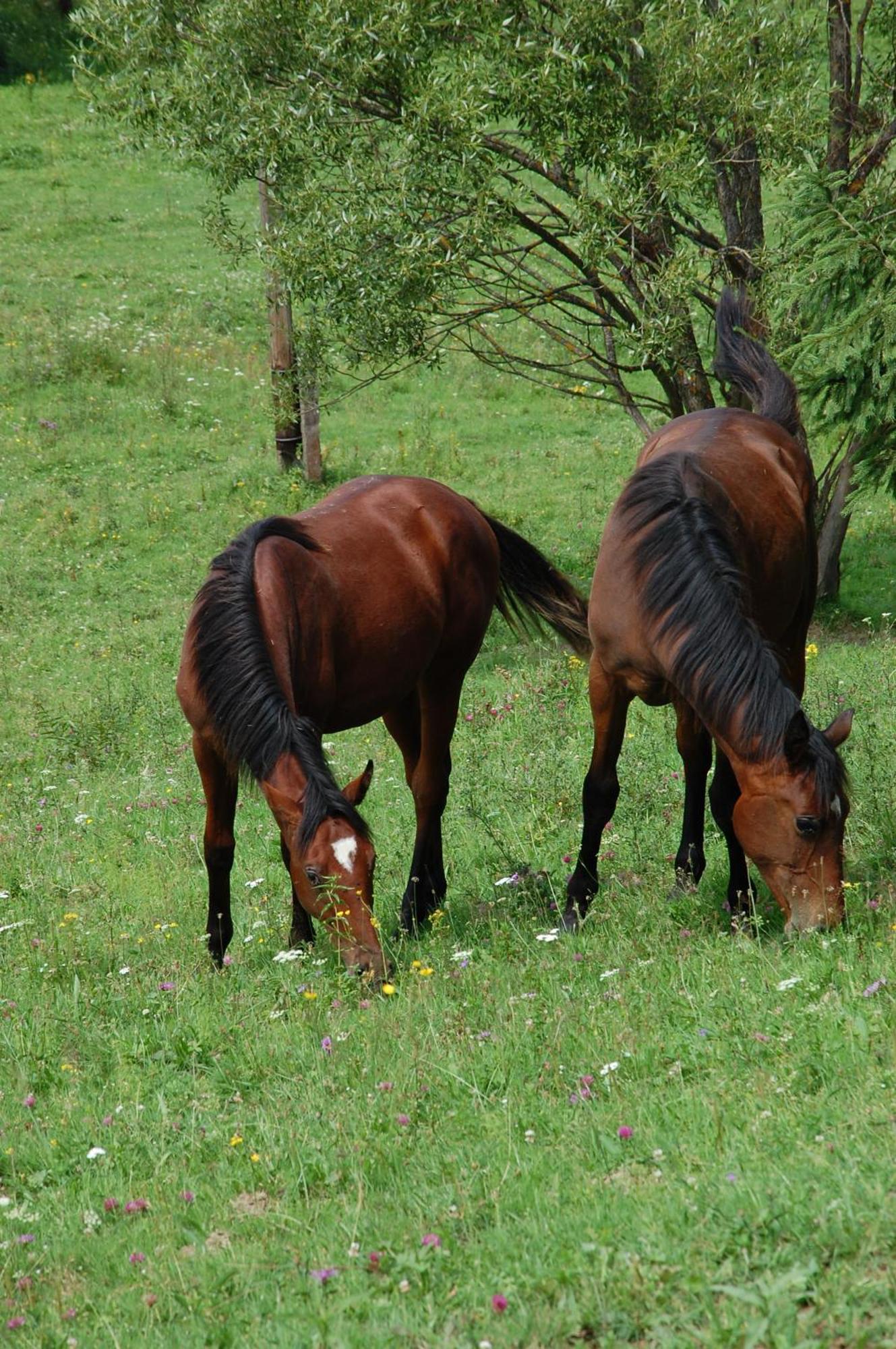 Domek Trohaniec Lesny Lutowiska Esterno foto